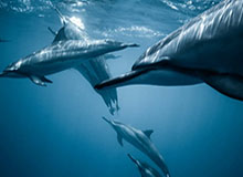 九游网-南通籍运动员石宇奇羽毛球世锦赛男单夺冠